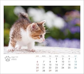 Amazon.co.jp: 2025 ミニカレンダーこねこ（卓上・壁掛け）猫
